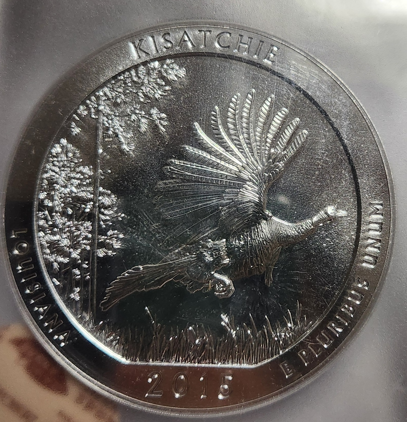 2015년 ATB Kisatachie/MS69