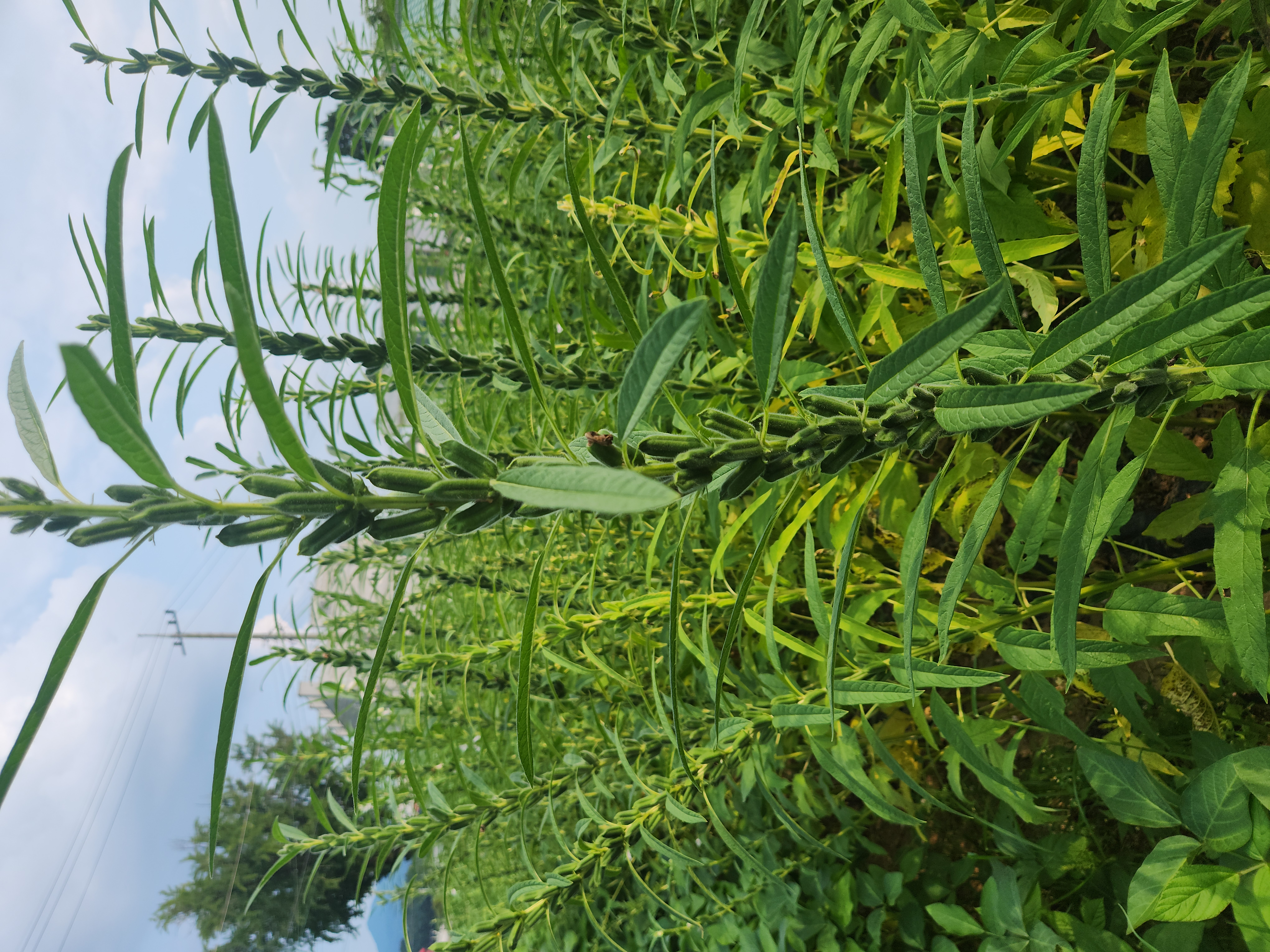 참깨, 들깨 판매