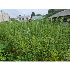 참깨, 들깨 판매